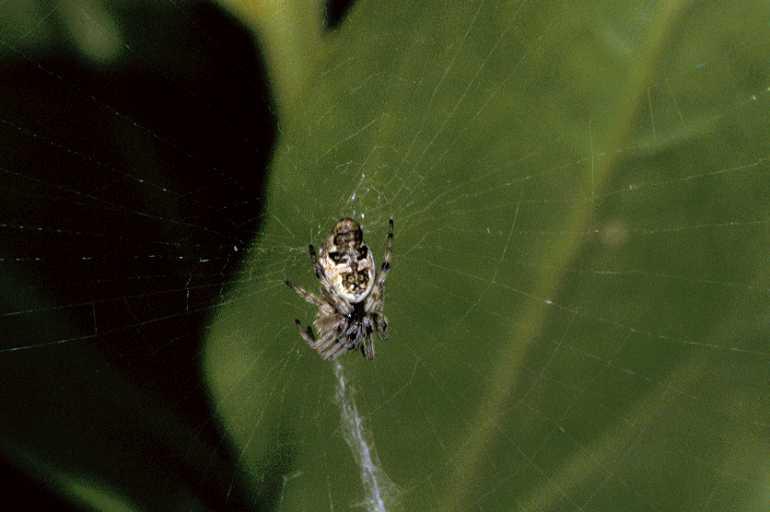 Cyclosa_conica_P0648_Z_90_Soube_Frankrijk.jpg