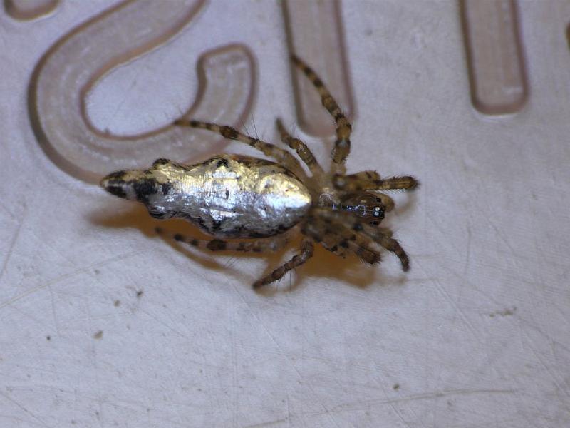 Cyclosa_insulana_D6869_O_89_Brisbane_Australie.jpg