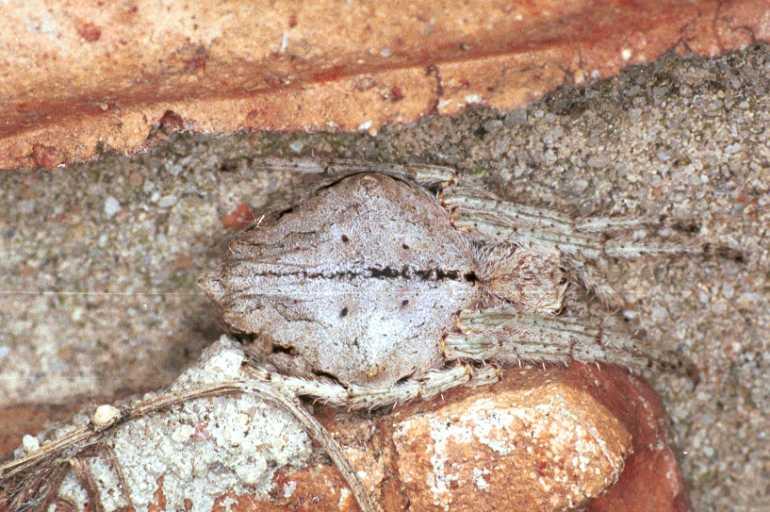 Cyrtophora_ZZ075_F1593_Z_85_Warrnambool_Australie.jpg