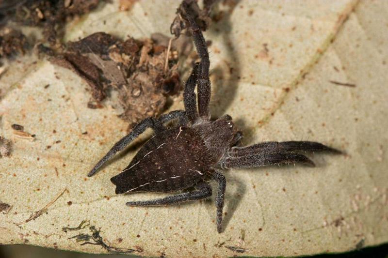 Cyrtophora_exanthematica_D2460_Z_78_-_Australie.jpg