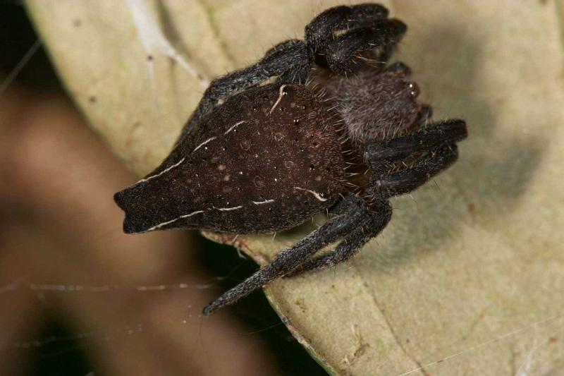 Cyrtophora_exanthematica_D2461_Z_78_-_Australie.jpg