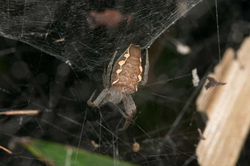 Cyrtophora_exanthematica_D2462_Z_80_-_Australie.jpg