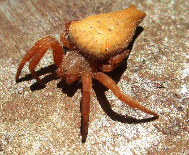 Cyrtophora_exanthematica_D6311_Z_88_Brisbane_Australie.jpg