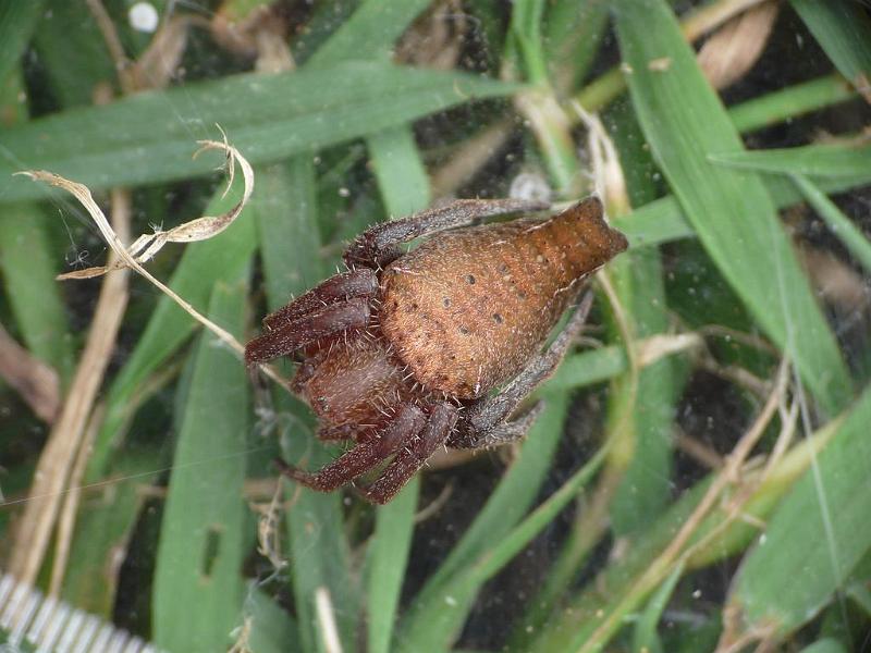 Cyrtophora_exanthematica_D6575_Z_90_Brisbane_Australie.jpg