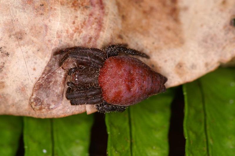 Cyrtophora_exanthematica_D8033_Z_89_Brisbane_Australie.jpg