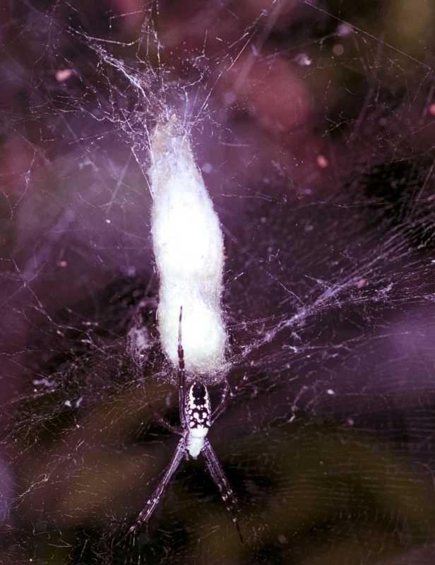 Cyrtophora_mollucensis_F1756_Z_82_Katherine_Australie.jpg