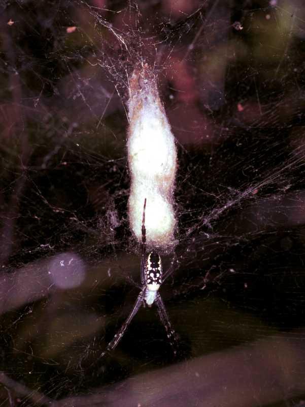 Cyrtophora_mollucensis_F1757_Z_78_Katherine_Australie.jpg