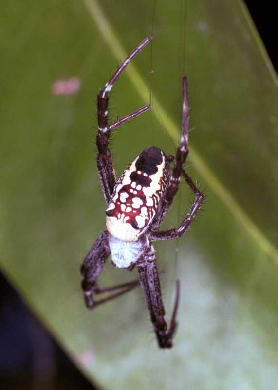 Cyrtophora_mollucensis_F1764_Z_85_Katherine_Australie.jpg