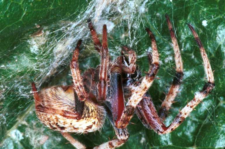 Eriophora_ZZ068_RF0272_O_80_Giru_Australie.jpg