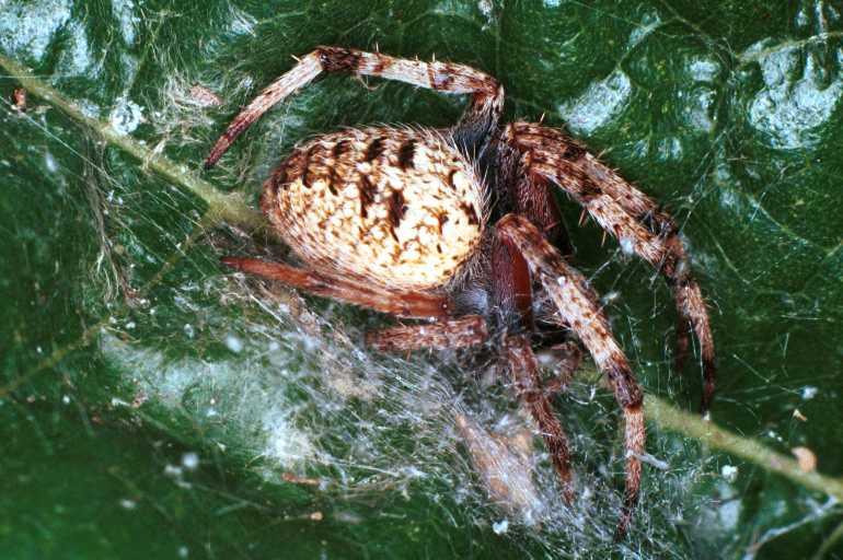 Eriophora_ZZ068_RF0346_O_83_Giru_Australie.jpg
