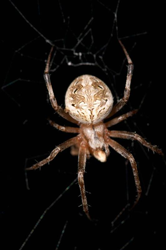 Eriophora_ZZ137_D2469_Z_75_-_Australie.jpg