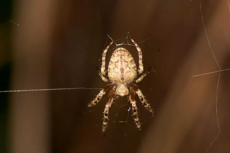 Eriophora_ZZ196_D2463_Z_82_-_Australie.jpg