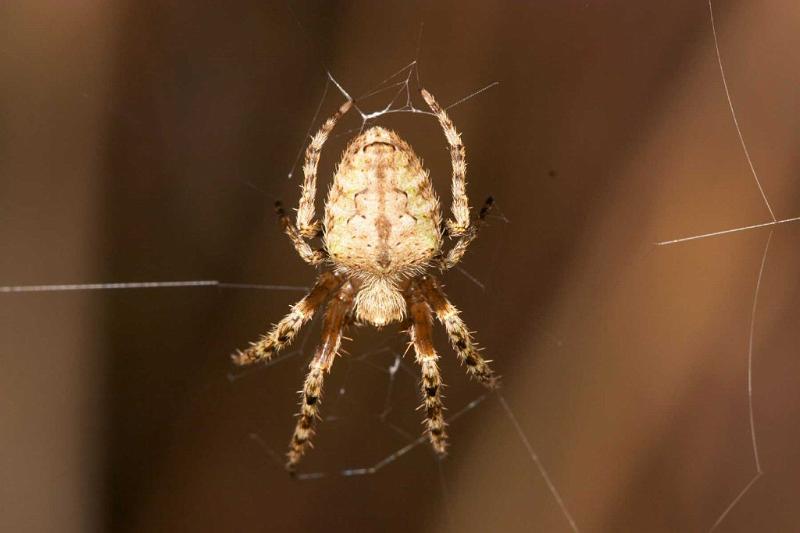 Eriophora_ZZ196_D2464_Z_84_-_Australie.jpg