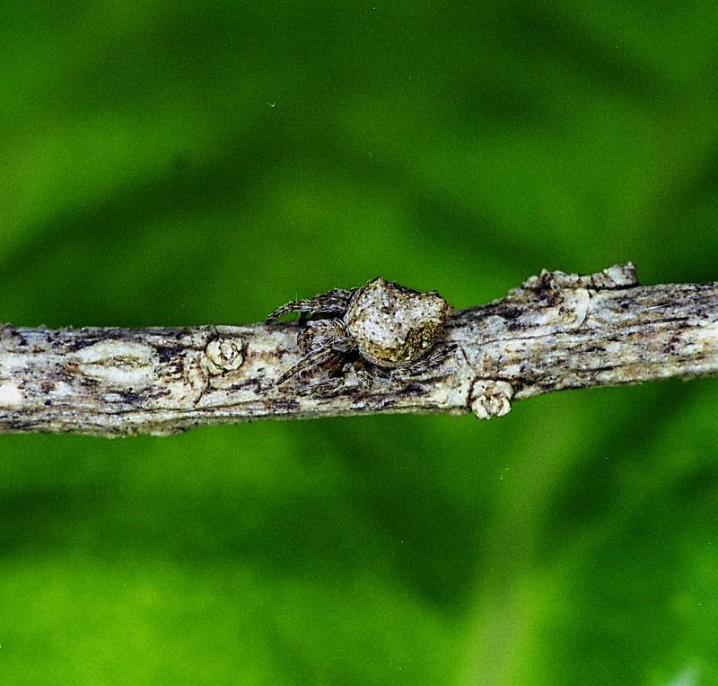 Eriophora_ZZ234_F2295_Z_82_Paponga_Nieuw-Zeeland.jpg