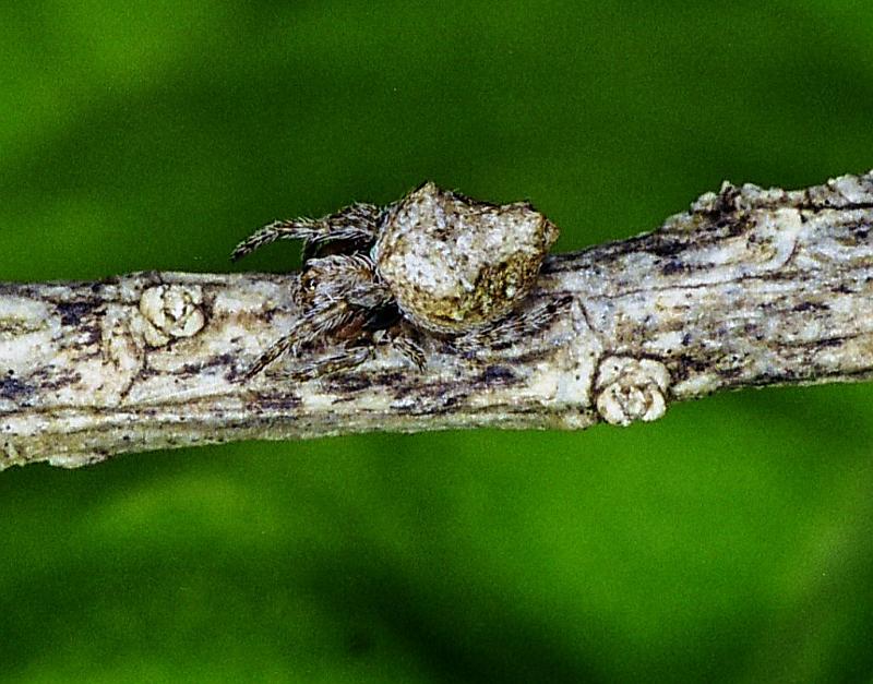 Eriophora_ZZ234_F2296_Z_80_Paponga_Nieuw-Zeeland.jpg