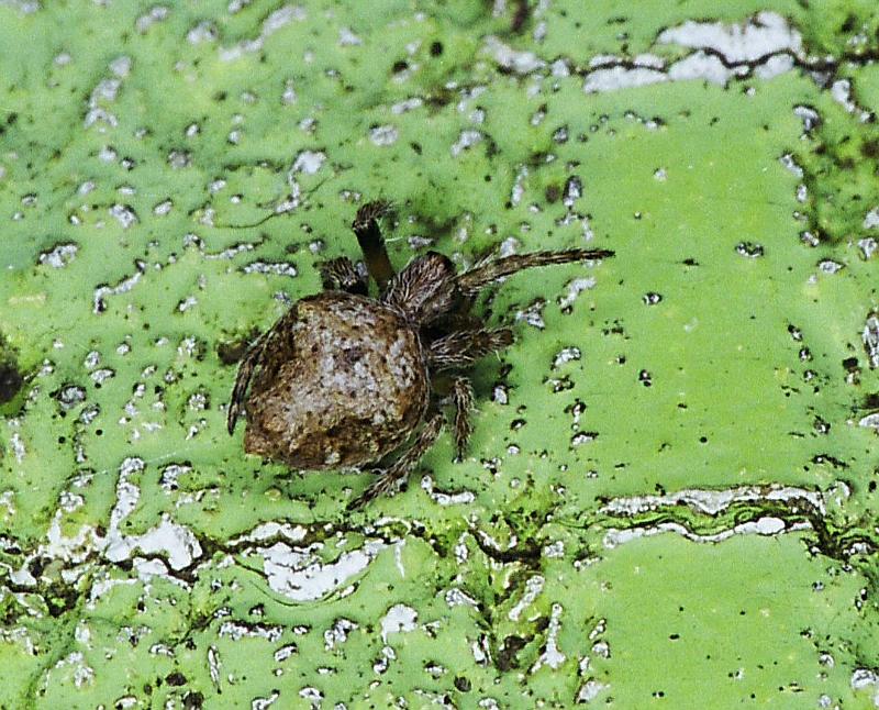 Eriophora_ZZ234_F2298_Z_83_Paponga_Nieuw-Zeeland.jpg