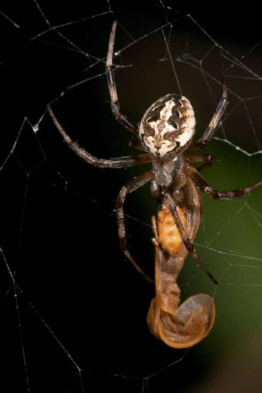 Eriophora_ZZ267_D2468_Z_82_-_Australie.jpg