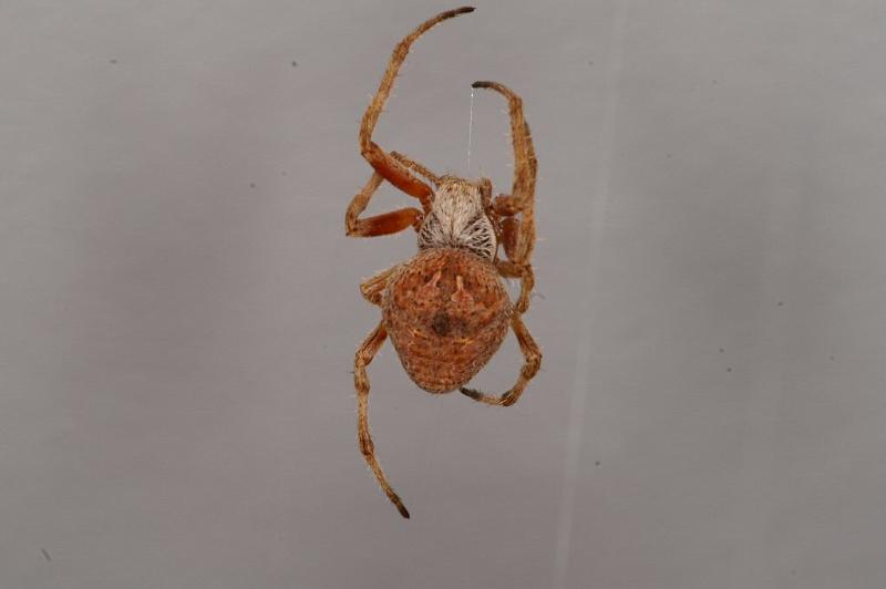 Eriophora_ZZ328_D3715_Z_85_Kalbarri_Australie.jpg