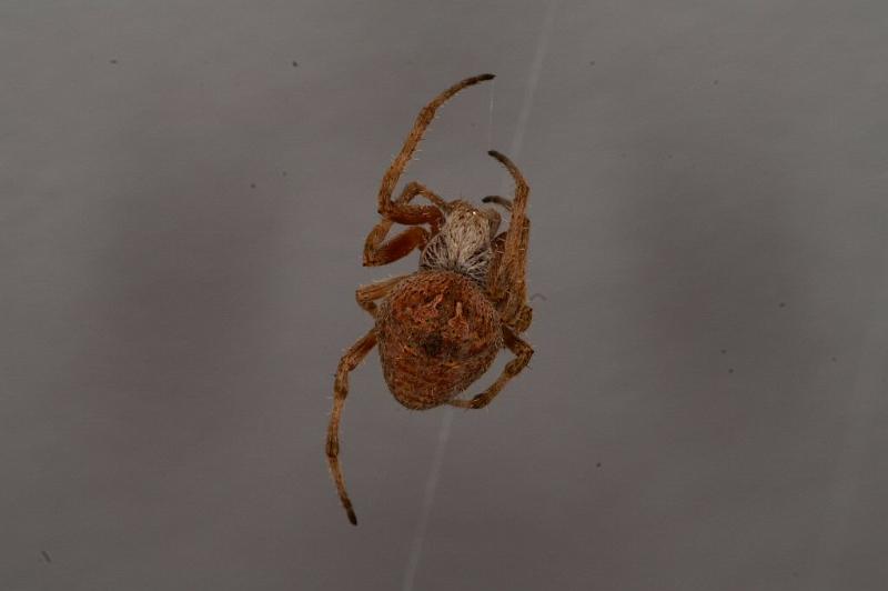 Eriophora_ZZ328_D3716_Z_82_Kalbarri_Australie.jpg