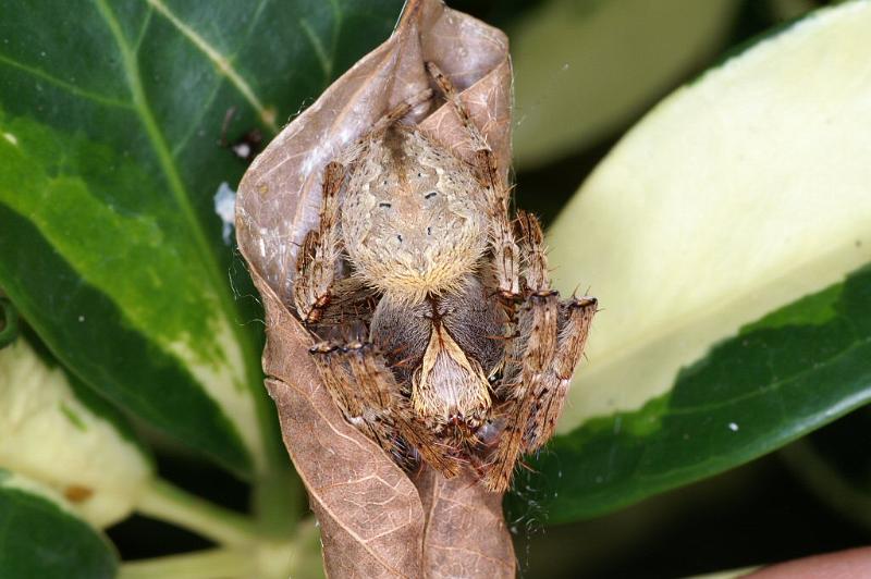 Eriophora_ZZ367_D4165_Z_90_Nudgee_Australie.jpg