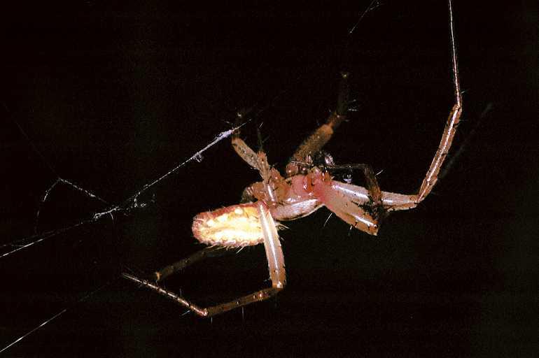Eriophora_ZZXYX_F0701_Z_76_Giru_Australie.jpg