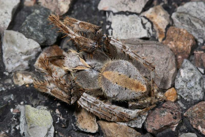 Eriophora_transmarina_D2470_Z_90_-_Australie.jpg