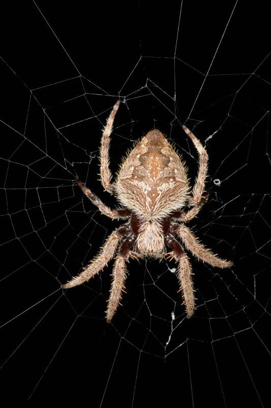Eriophora_transmarina_D2471_Z_83_-_Australie.jpg