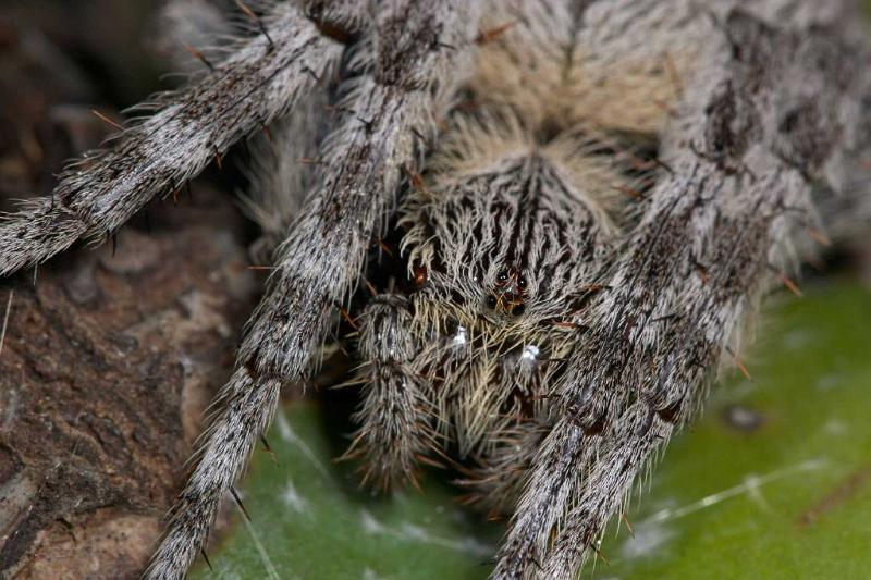 Eriophora_transmarina_D2473_Z_88_-_Australie.jpg
