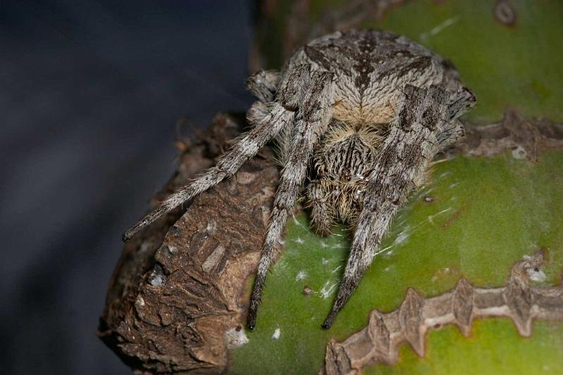 Eriophora_transmarina_D2474_Z_82_-_Australie.jpg