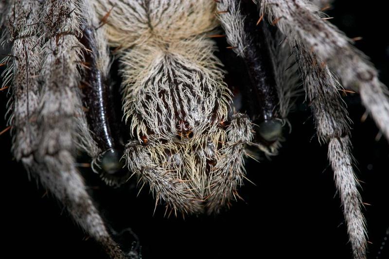 Eriophora_transmarina_D2475_Z_83_-_Australie.jpg