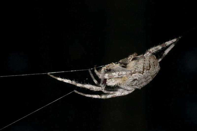 Eriophora_transmarina_D2477_Z_83_-_Australie.jpg