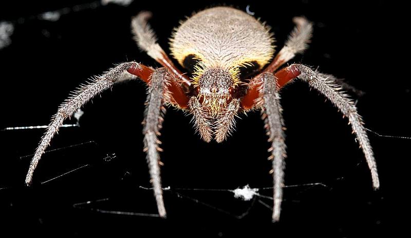 Eriophora_transmarina_D3980_Z_88_Sydney_Australie.jpg