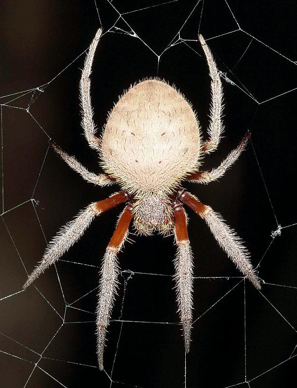 Eriophora_transmarina_D3994_Z_90_Sydney_Australie.jpg
