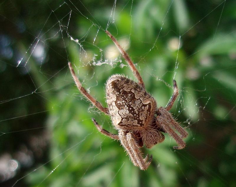 Eriophora_transmarina_D6331_Z_90_Brisbane_Australie.jpg