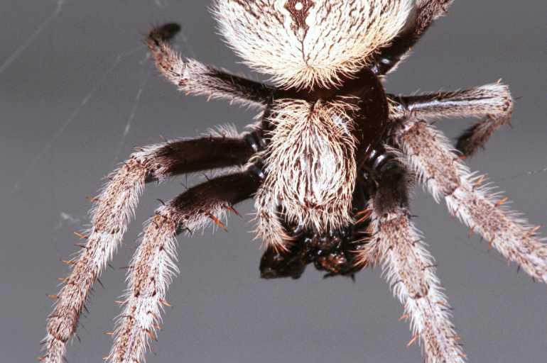 Eriophora_transmarina_RF0125_O_78_Brisbane_Australie.jpg
