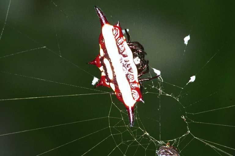 Gasteracantha_fornicata_RF0452_O_82_Daintree-Giru_Australie.jpg