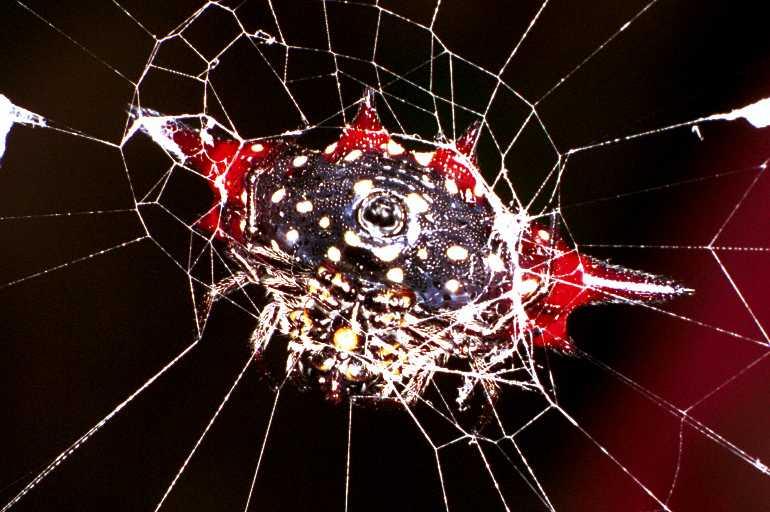 Gasteracantha_fornicata_RF0482_O_82_Daintree-Giru_Australie.jpg