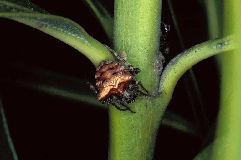 Gibbaranea_bituberculata_P0697_Z_90_-_Frankrijk.jpg