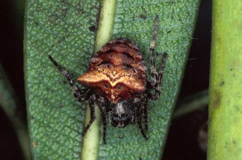 Gibbaranea_bituberculata_P0698_Z_90_-_Frankrijk.jpg