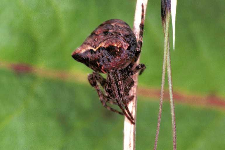 Gibbaranea_gibbosa_F1032_Z_75_Soube_Frankrijk.jpg