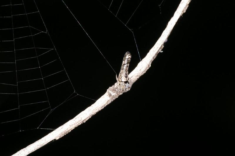 Heurodes_ZZ302_D3355_Z_90_Widgiemooltha_Australie.jpg