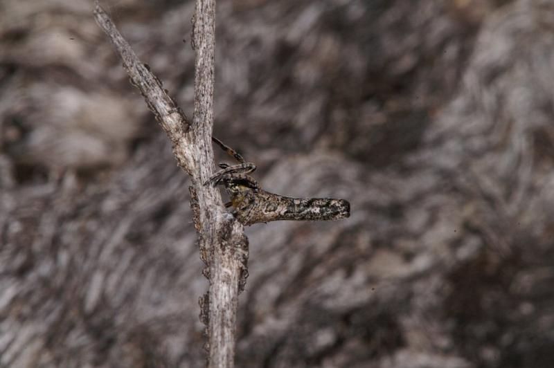 Heurodes_ZZ302_D3358_Z_89_Widgiemooltha_Australie.jpg