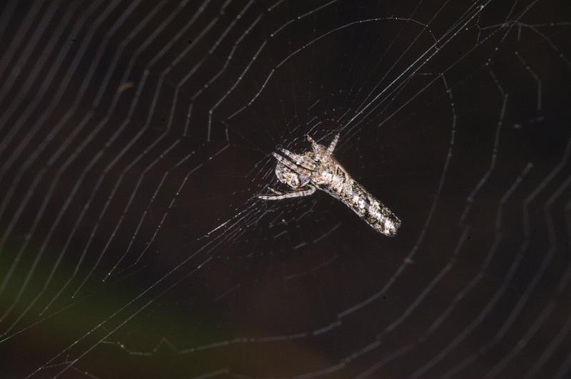 Heurodes_ZZ302_D3362_Z_89_Widgiemooltha_Australie.jpg