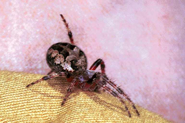 Larinioides_cornutus_F1202_Z_78_Laprade_Frankrijk.jpg