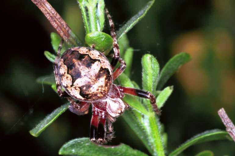 Larinioides_cornutus_F1203_Z_82_Laprade_Frankrijk.jpg
