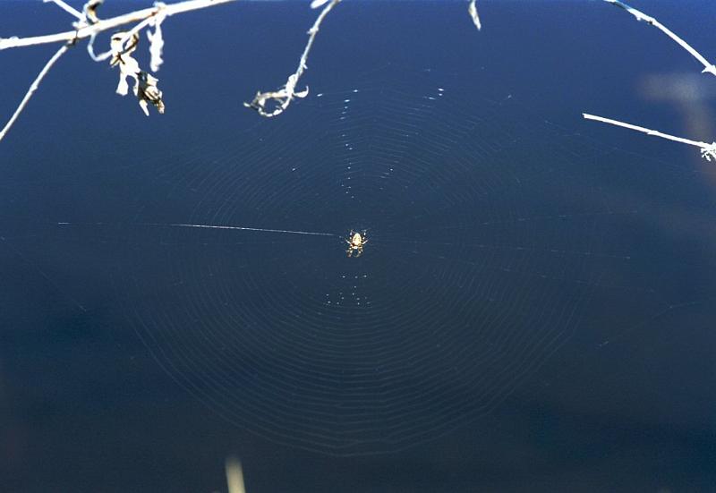 Larinioides_cornutus_F2062_Z_82_Spier_Nederland.jpg