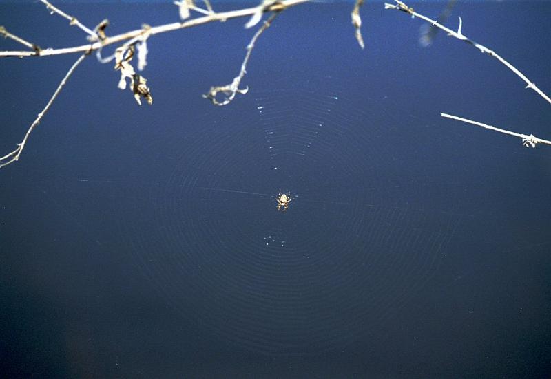 Larinioides_cornutus_F2063_Z_78_Spier_Nederland.jpg