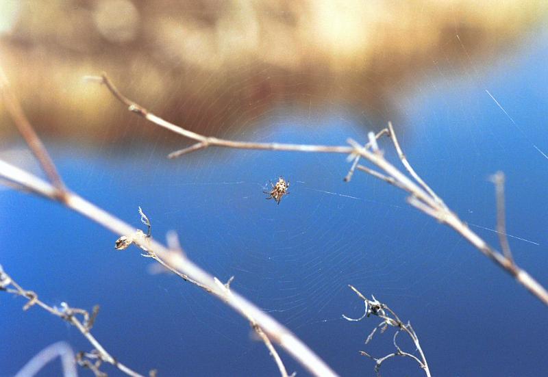 Larinioides_cornutus_F2065_Z_88_Spier_Nederland.jpg