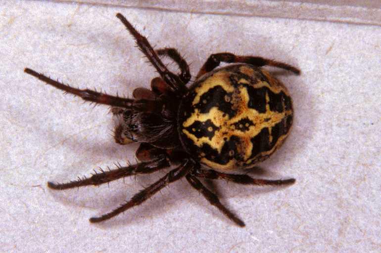 Larinioides_cornutus_P1219_Z_80_Botshol_Nederland.jpg