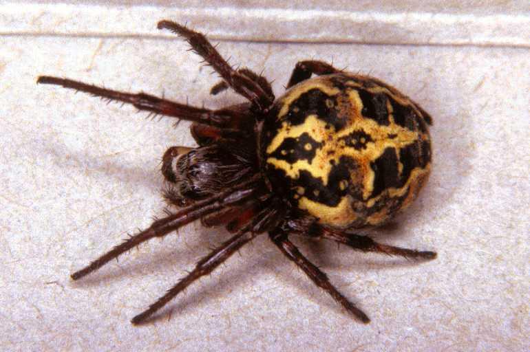 Larinioides_cornutus_P1221_Z_82_Botshol_Nederland.jpg